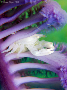 Porcelain Crab amongst the fronds of a purple sea pen in ... by Brian Mayes 